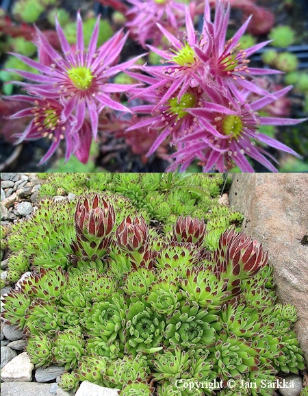 Sempervivum 'Midas', kivikkomehithti